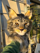 Realistic Maine Coon Cat Head Fursuit